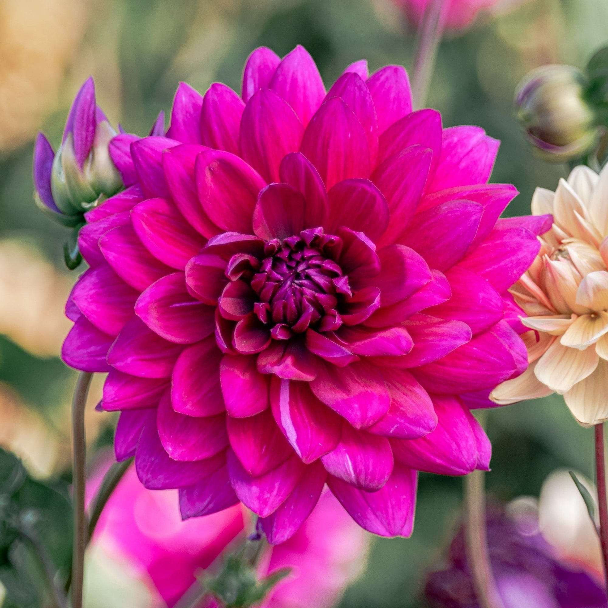 Dahlia 'Berner Oberland'